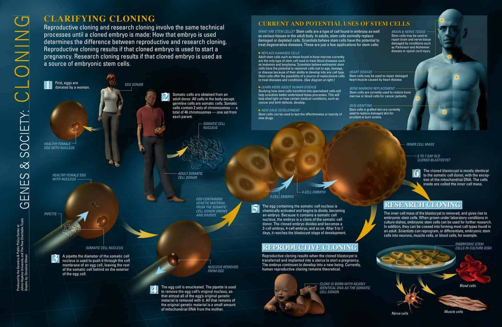 Cloning infographic