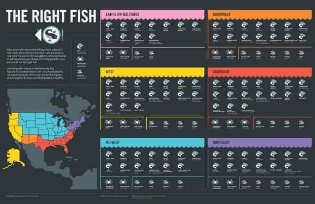 Good Fish Bad Fish Infographic