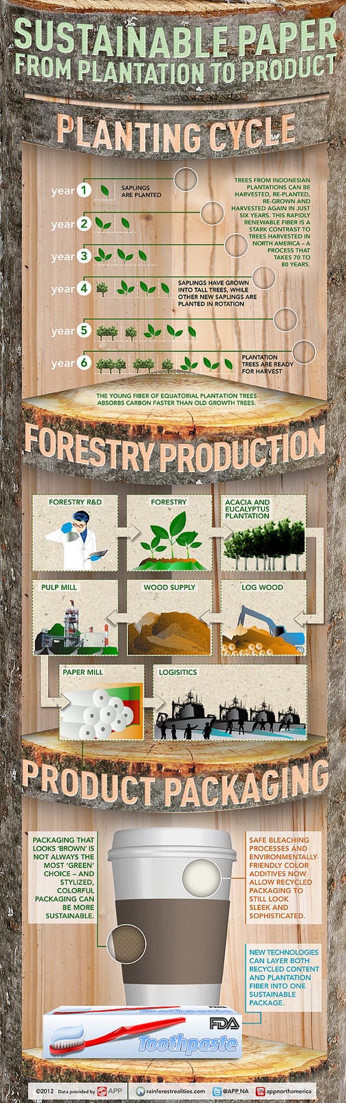 Sustainable Paper from Plantation to Product Infographic