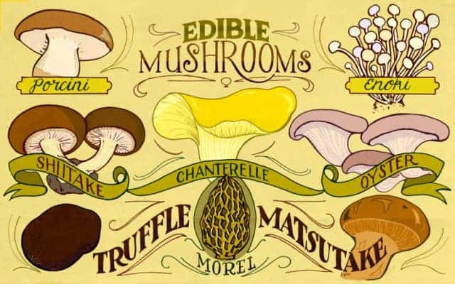 Edible Mushrooms Infographic