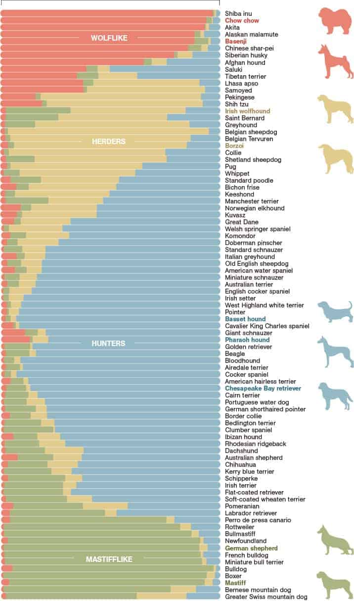 Doggie Connections Infographic