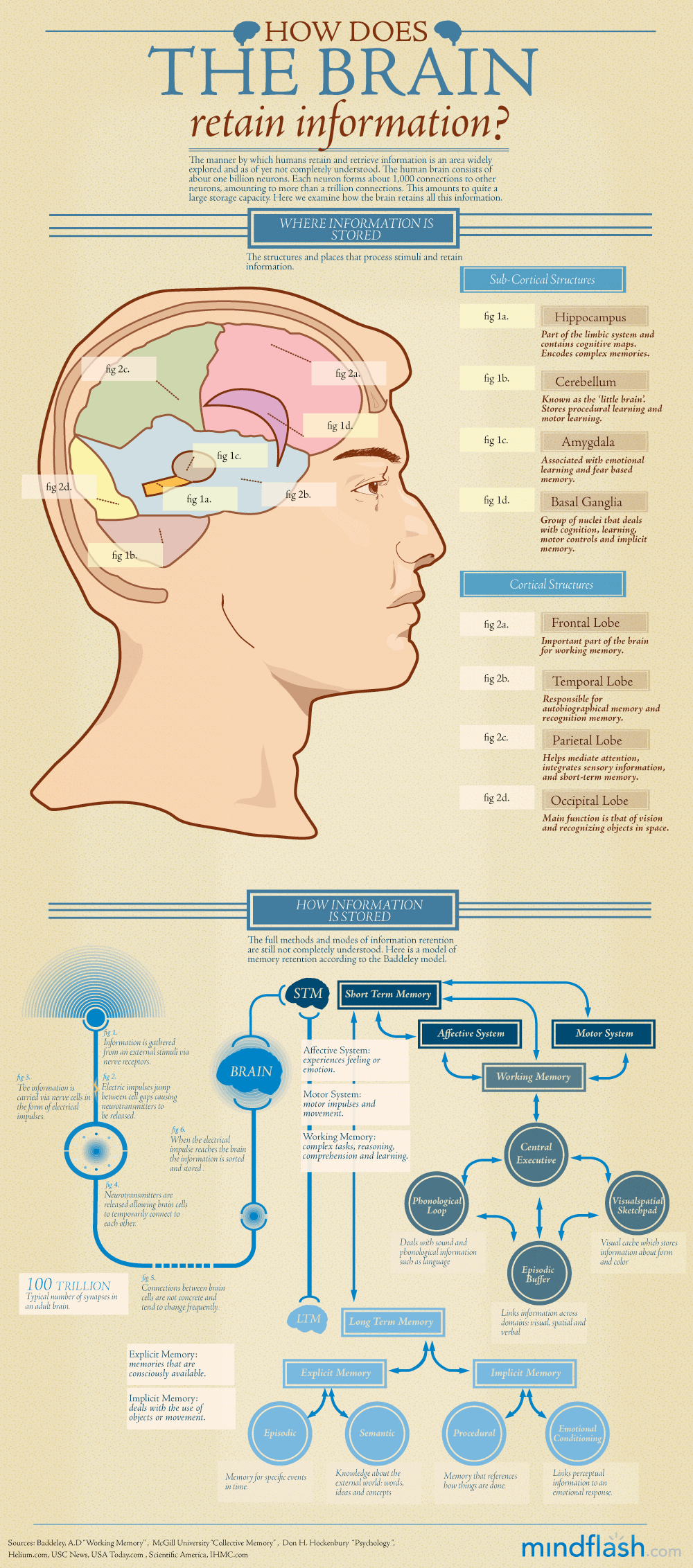 How Does The Brain Retain Information