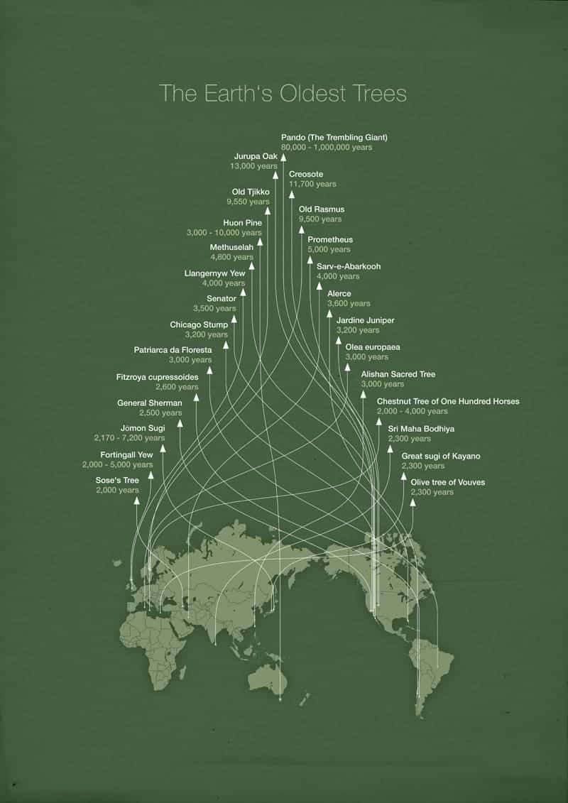 Earth's Oldest Trees