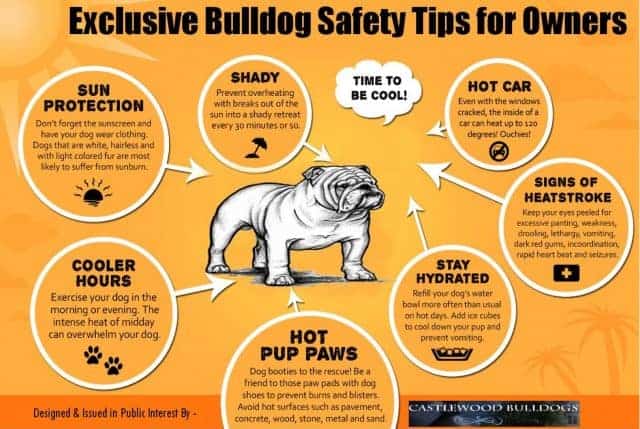 Exclusive Bulldog Safety Tips for Owners