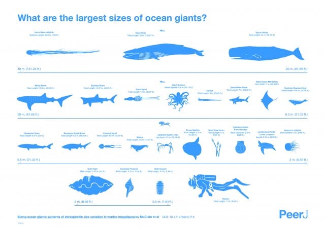 Largest Sizes of Ocean Giants Infographic