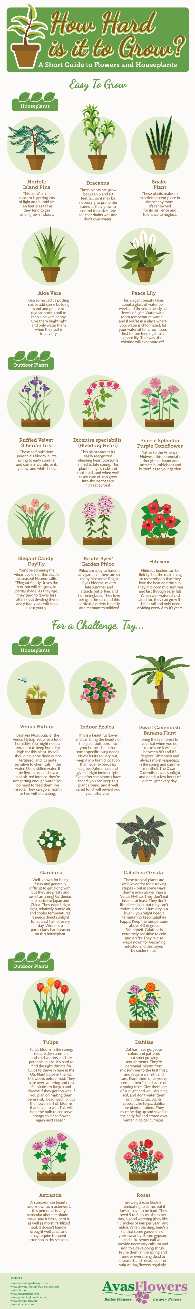 Your Guide to Growing Flowers and Houseplants Infographic