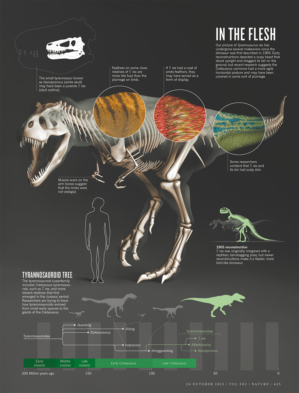 Truth About T-Rex Infographic