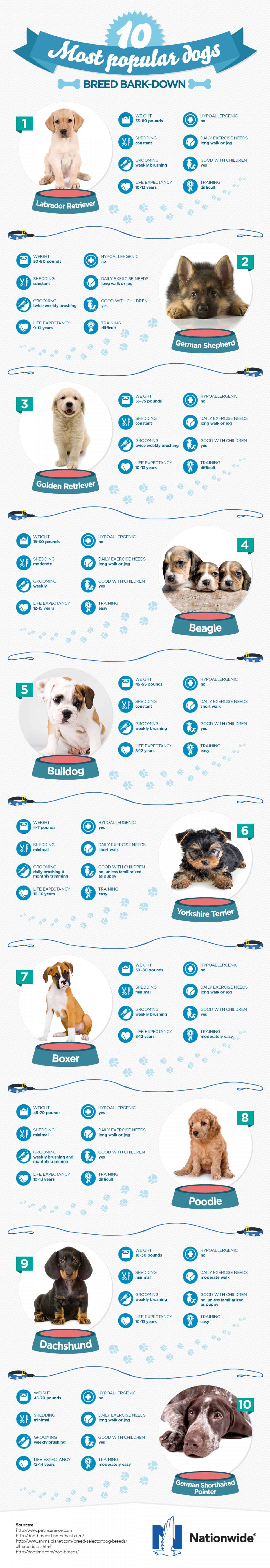 A Breakdown Of The Ten Most Popular Dog Breeds