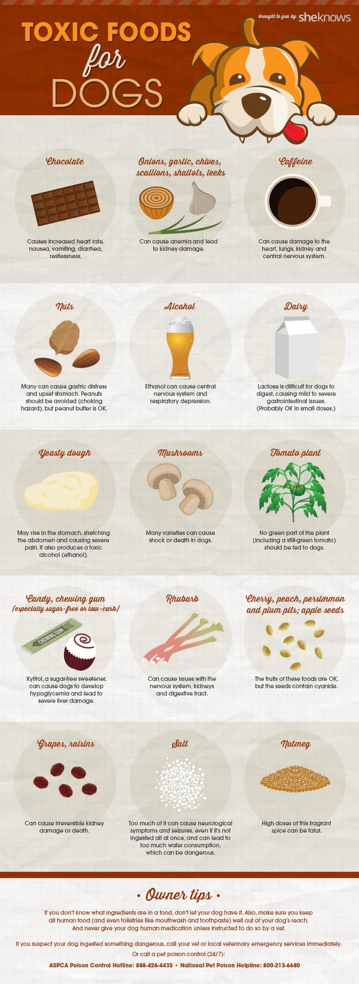 infographic listing 15 foods that are toxic for dogs