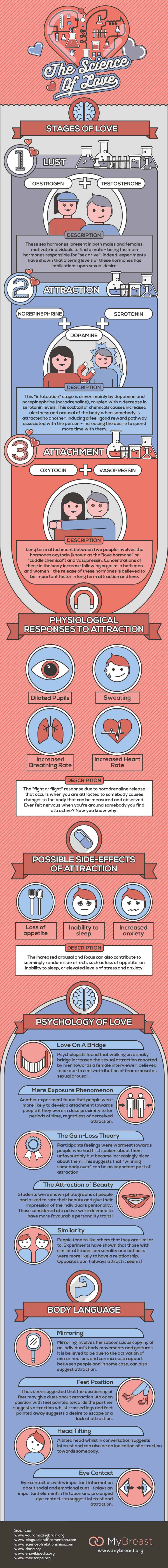 infographic describing the science behind falling in love