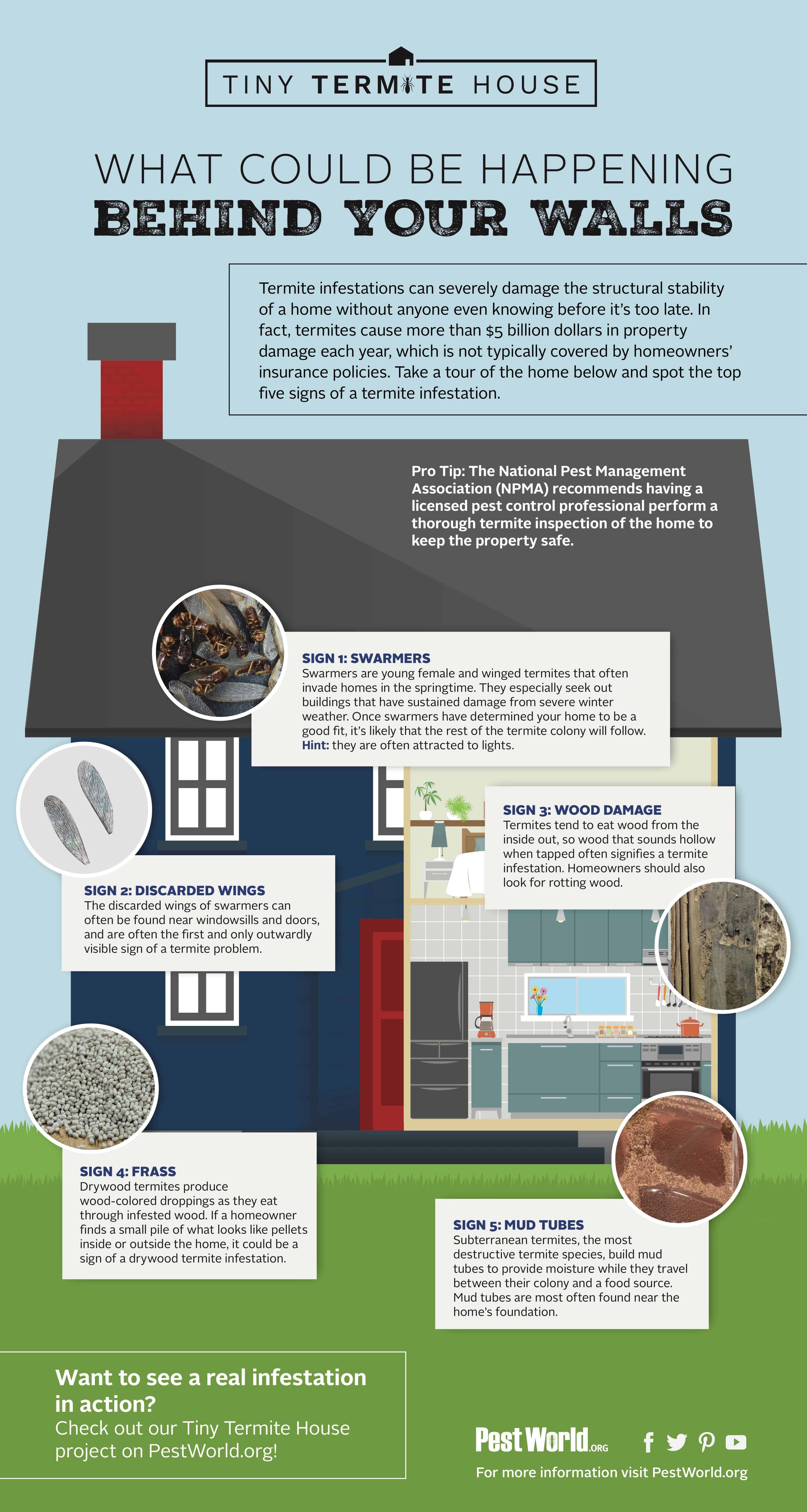 tiny-termite-infographic