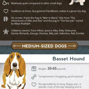 How To Choose Dog Breeds For Apartment Living