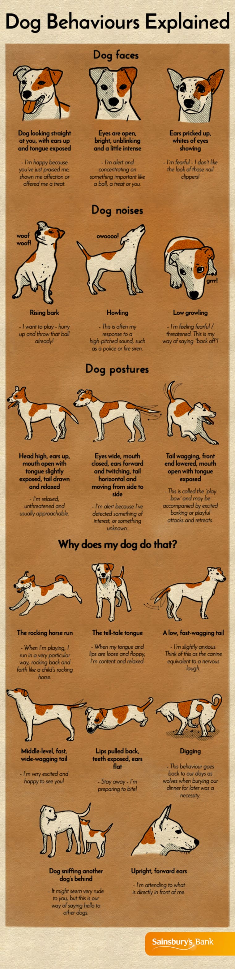 explanation of common dog behaviors including positions and sounds