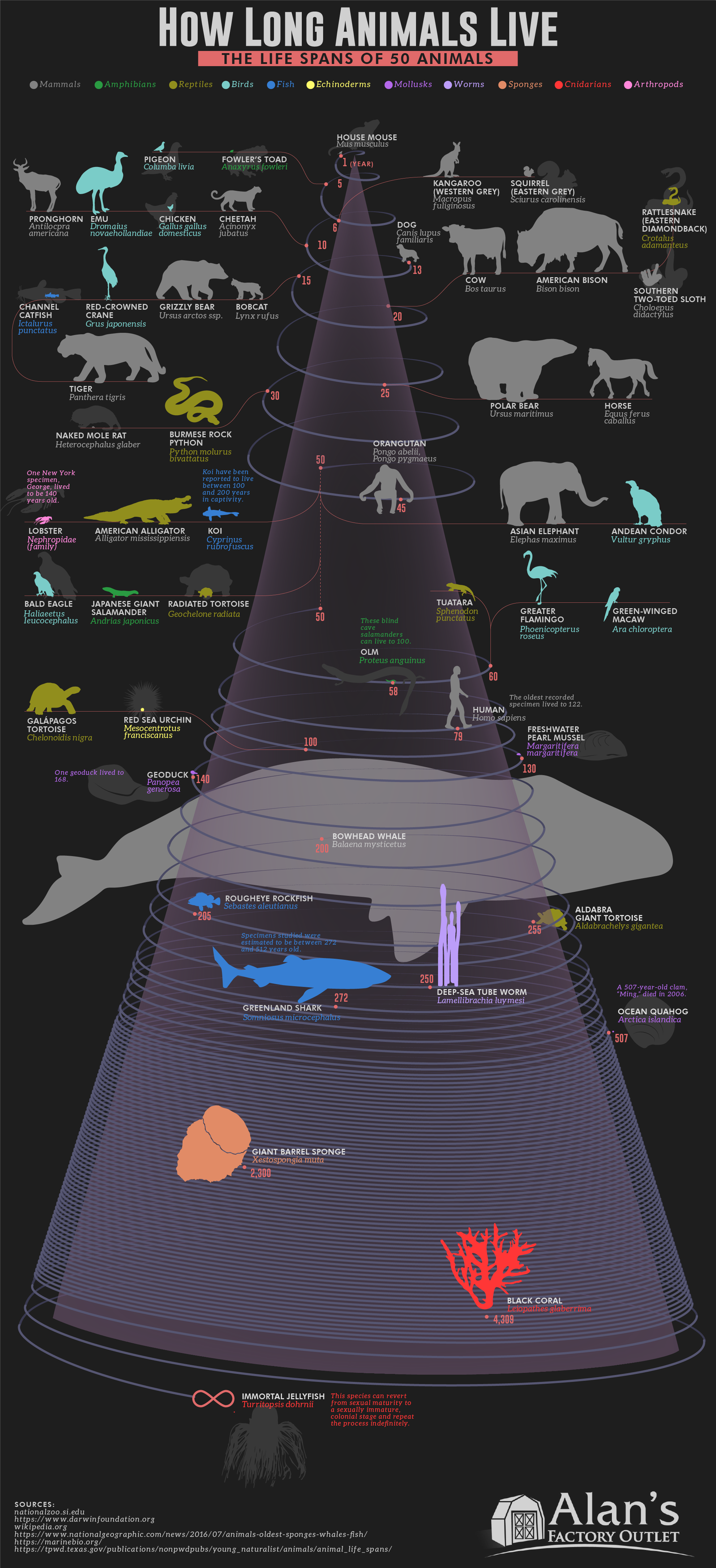 illustrating the lifespans of 50 different animals