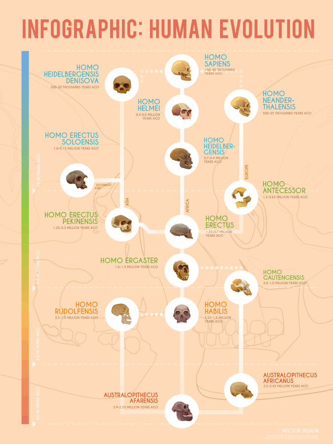 Human evolution