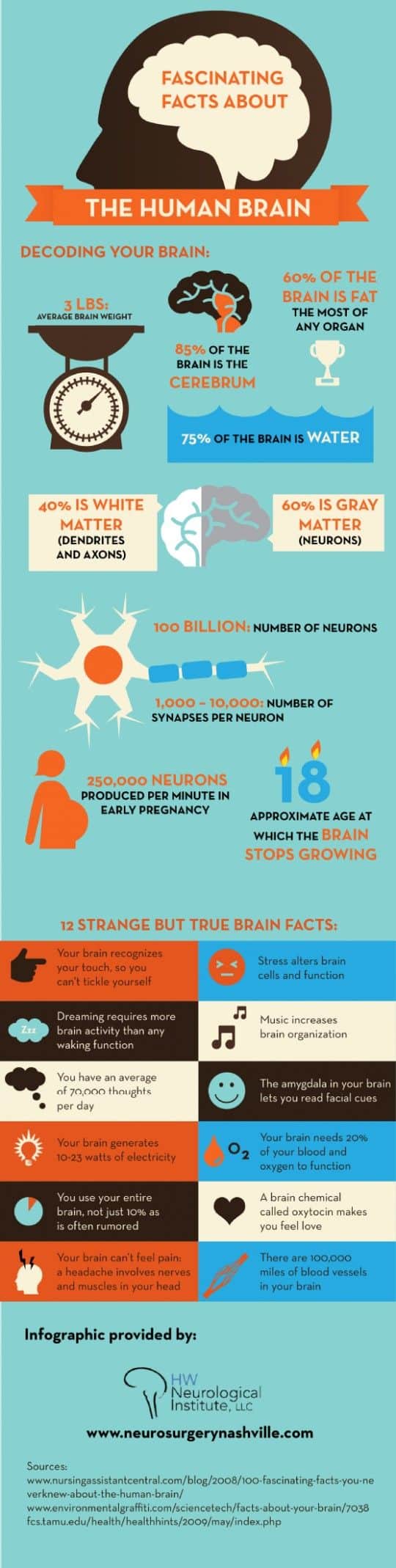 Brain facts