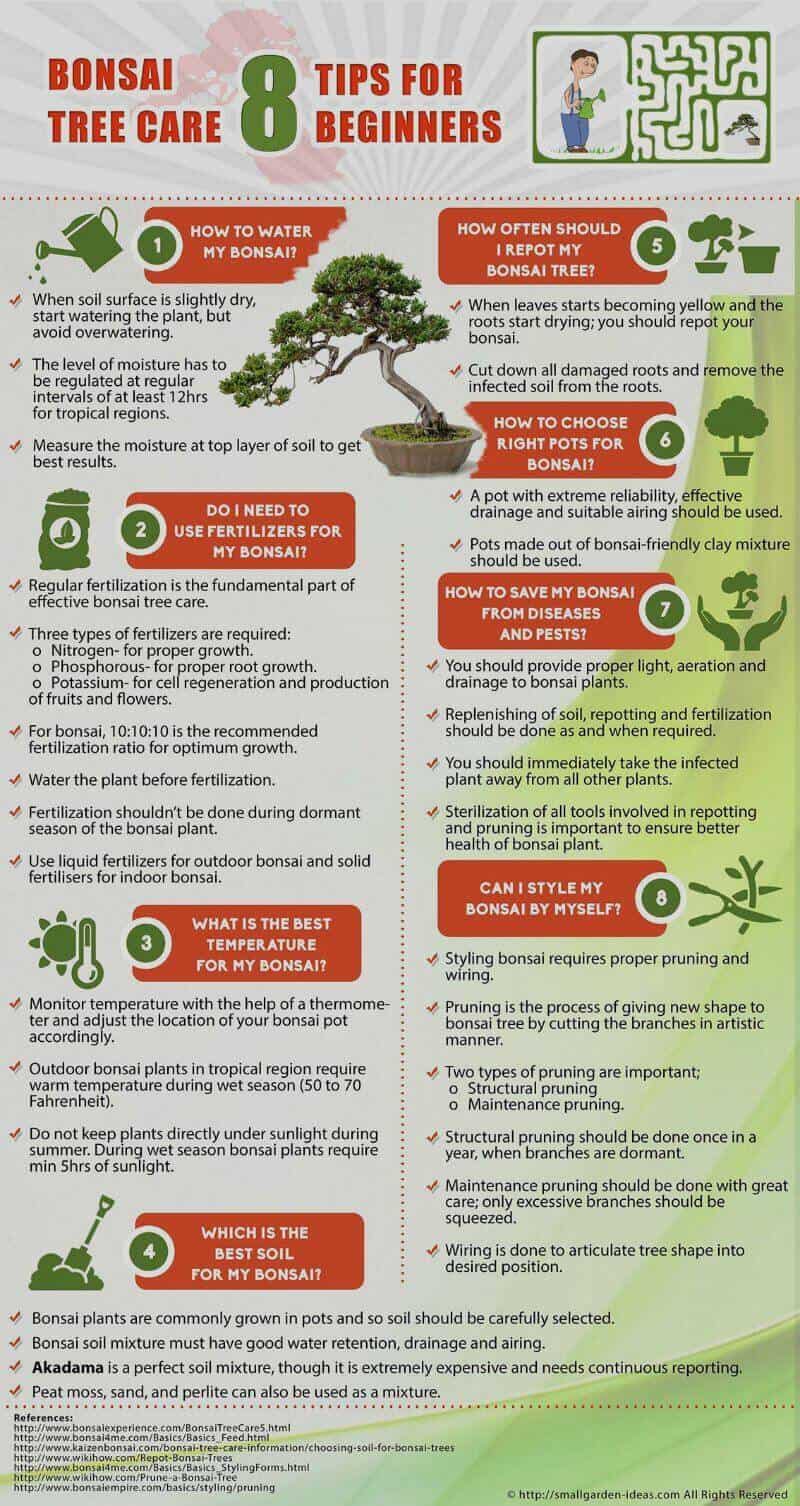 How to grow bonsai