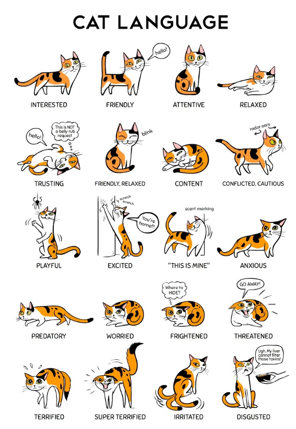 Cat Body Language Chart